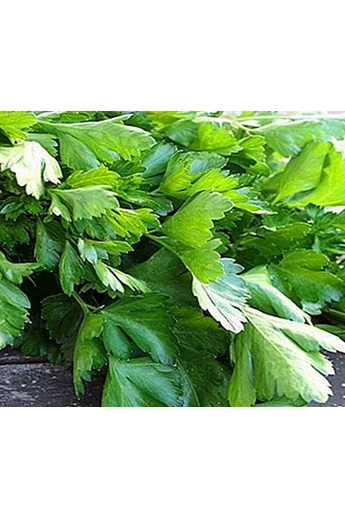 Sioux precíziós, előcsíráztatott mag 100 g
