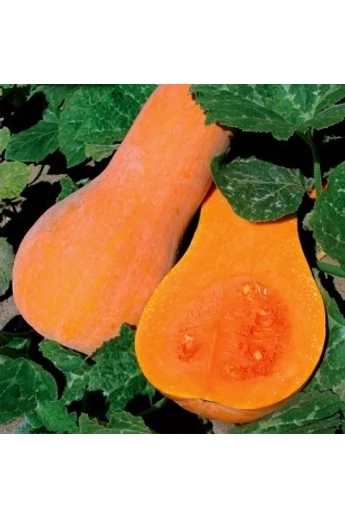 ORANGE 500 szem