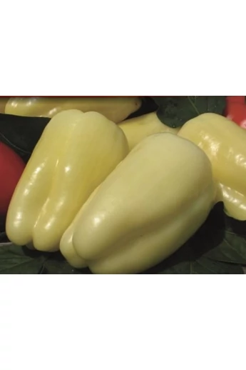 ALBAREGIA 1000 szem