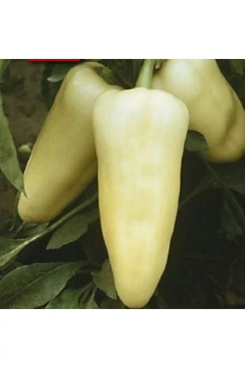 TIZENEGYES 1000 szem