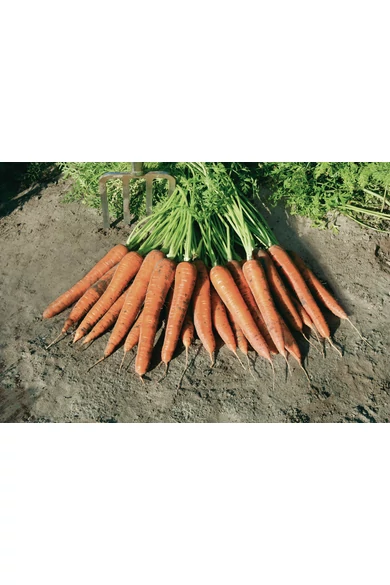 Kamaran (130) 1,8-2,0 mm kalibráció Precíziós mag 25,000 szem