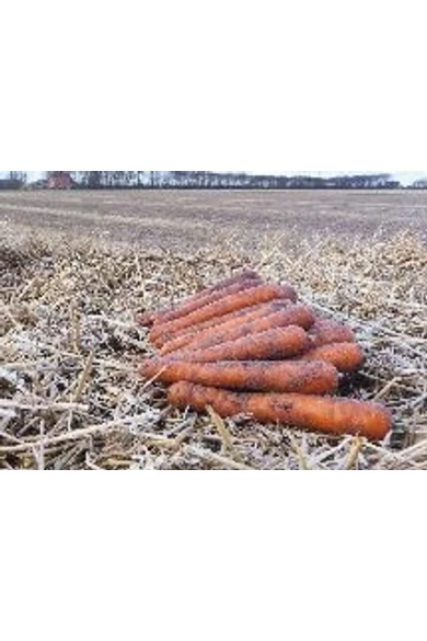 Napa (105) 2,0-2,2 mm kalibráció Precíziós mag 25,000 szem