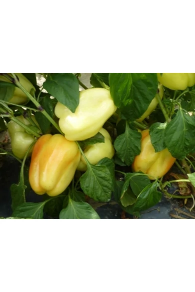 Bagoly F1 250 szem