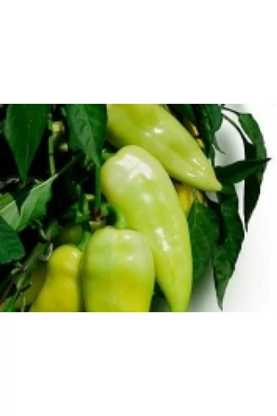 Bodrog F1 250 szem