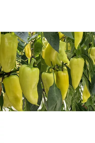 Campona F1 1000 szem