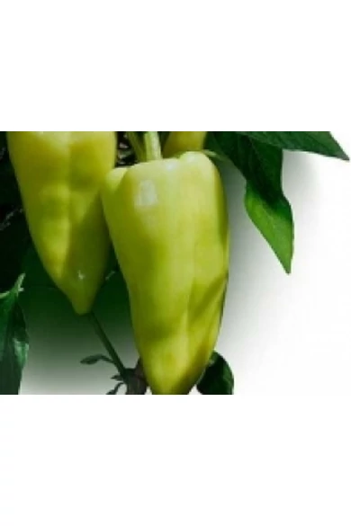 Garam F1 250 szem