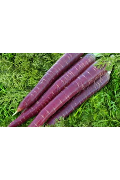 Purple Elite F1 Precíziós mag 100.000 szem