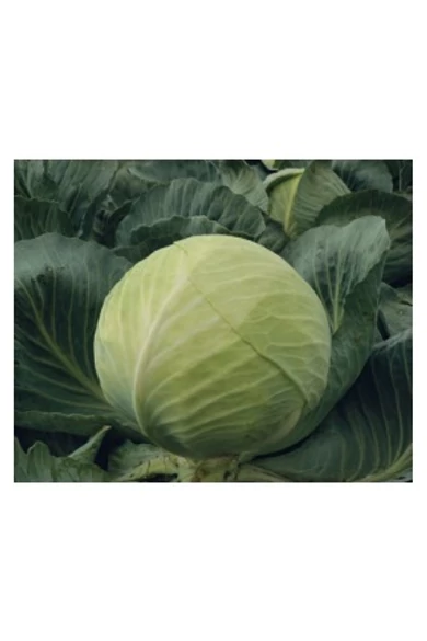 CORONATA F1 2500 szem