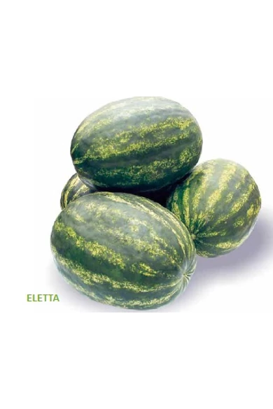 ELETTA 1000 szem