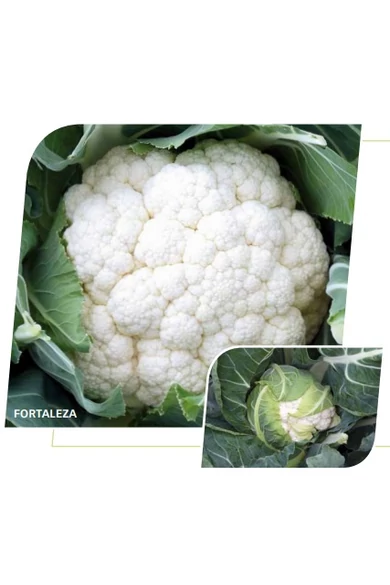 FORTALEZA 2500 szem