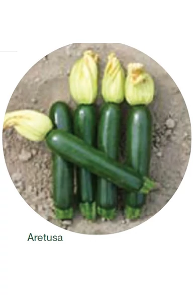 Aretusa F1 cukkini vetőmag 250 szem