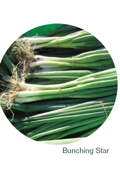 Bunching Star vetőmag 100 000 szem