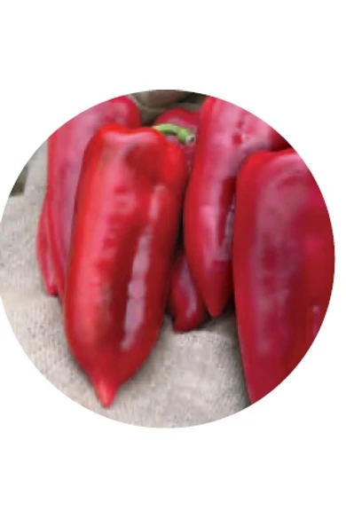 Kaprima F1  paprika vetőmag  1000 szem