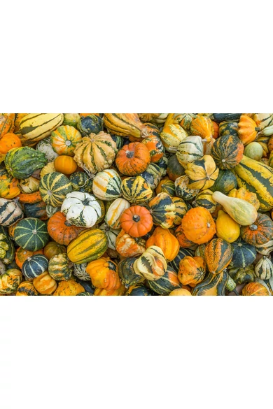 Maya mix dísztök vetőmag 250 szem