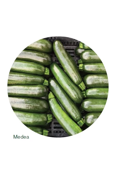 Medea F1 cukkini vetőmag 250 szem