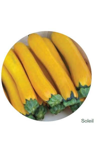 Soleil F1 cukkini vetőmag  250 szem