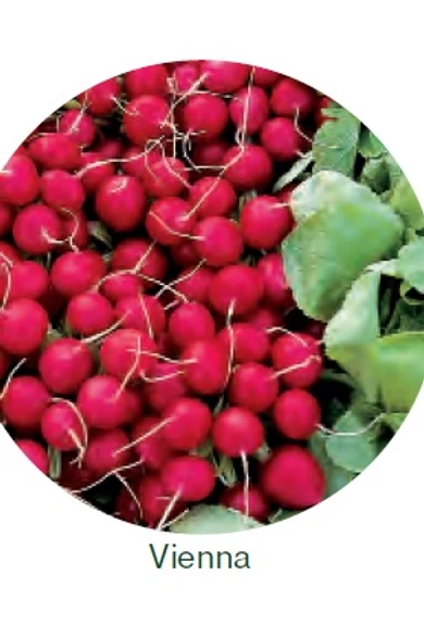 Vienna F1 Hónapos retek vetőmag 250 g