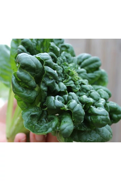Tatsoi 100 g